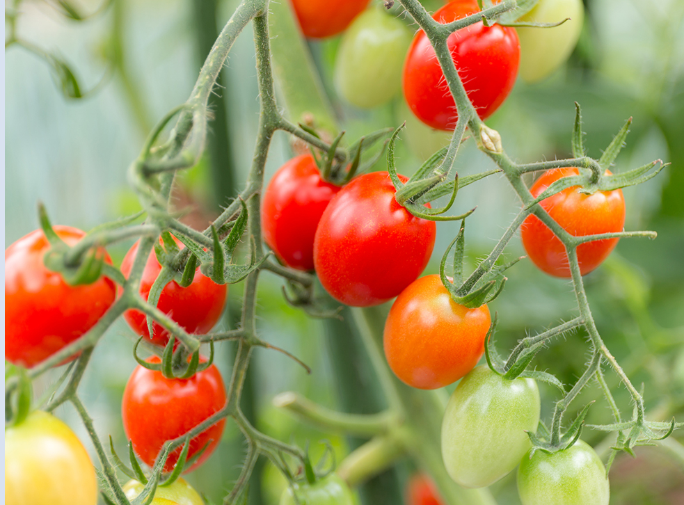 菜園や
コミュニティスペースの屋上